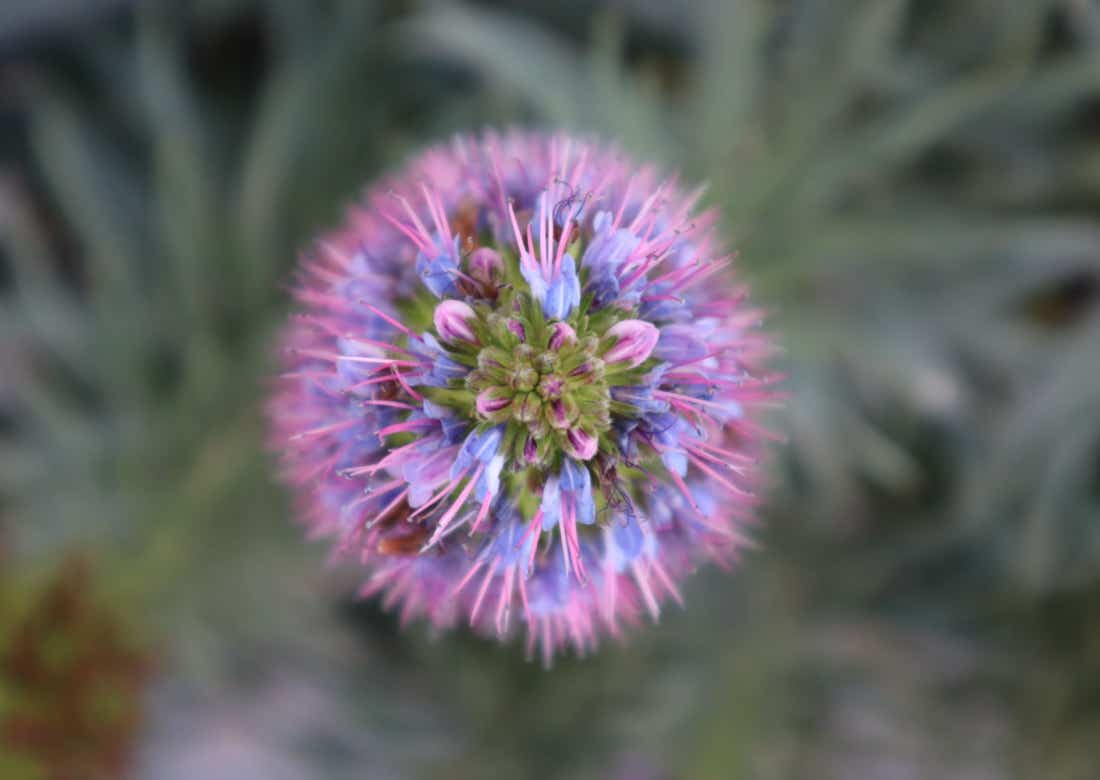 flower bursting open like a crown chakra mandala